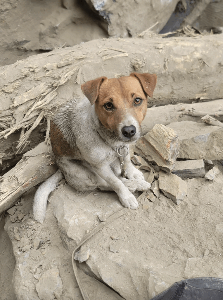 曾在0403花蓮地震立功 搜救犬「Wilson」訓練期間意外墜亡 花蓮縣消防局搜救犬 Wilson 於去年 (2024) 花蓮大地震中成功發現多名罹難者,為搜救隊立下功勞,不料卻在上個月的一場訓練中從 3 樓訓練塔意外墜亡。花蓮縣消防局將以水化的方式處理遺體,並計劃製作 Wilson 的紀念碑追思。
