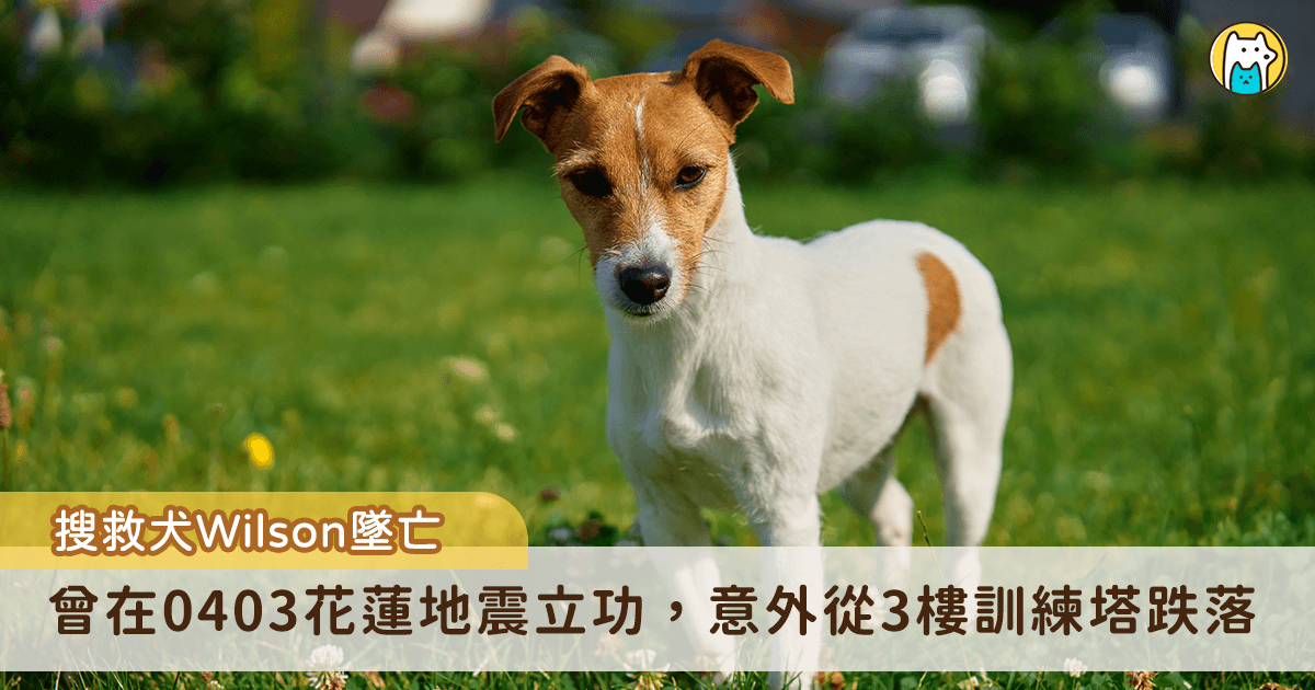 花蓮縣消防局搜救犬 Wilson 於去年 (2024) 花蓮大地震中成功發現多名罹難者，為搜救隊立下功勞，不料卻在上個月的一場訓練中從 3 樓訓練塔意外墜亡。花蓮縣消防局將以水化的方式處理遺體，並計劃製作 Wilson 的紀念碑追思。