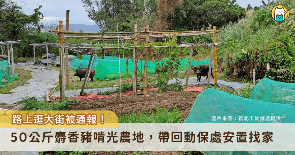 新北市林口區瑞平里一位農民發現自家農地遭破壞，農作物被啃光，沒過多久於附近看見一隻流浪的麝香豬在路上逛大街，頓時知道兇手是誰。新北市動保處接獲通報後協助帶回，公告後無飼主接回，事後已幫麝香豬找到新家。