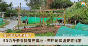 新北市林口區瑞平里一位農民發現自家農地遭破壞，農作物被啃光，沒過多久於附近看見一隻流浪的麝香豬在路上逛大街，頓時知道兇手是誰。新北市動保處接獲通報後協助帶回，公告後無飼主接回，事後已幫麝香豬找到新家。
