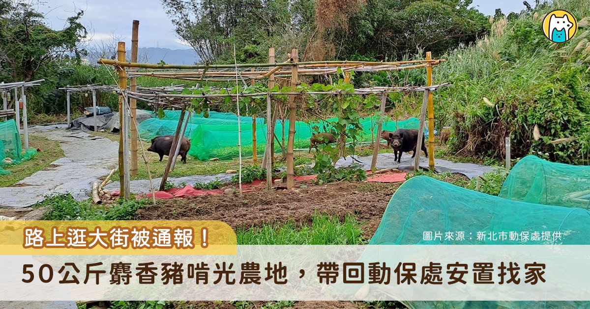 新北市林口區瑞平里一位農民發現自家農地遭破壞，農作物被啃光，沒過多久於附近看見一隻流浪的麝香豬在路上逛大街，頓時知道兇手是誰。新北市動保處接獲通報後協助帶回，公告後無飼主接回，事後已幫麝香豬找到新家。