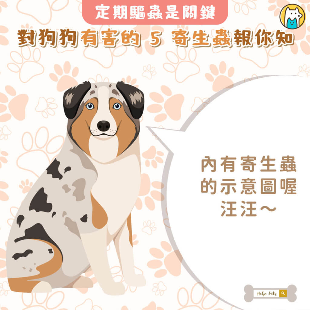 天氣一熱，毛孩們出門散步、趴趴走，常常接觸到草叢、大自然，這時候寄生蟲就容易上身！台灣潮濕又悶熱，更是寄生蟲活躍的季節，定期預防很重要，否則不只影響健康，嚴重甚至會致命！
