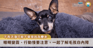 當毛孩變得不再活潑、總是躲在角落、不敢下樓梯時，你會不會以為「牠只是老了」？毛孩小皮的故事提醒我們，這些看似年老的表現，背後可能藏著更嚴重的健康問題—白內障。