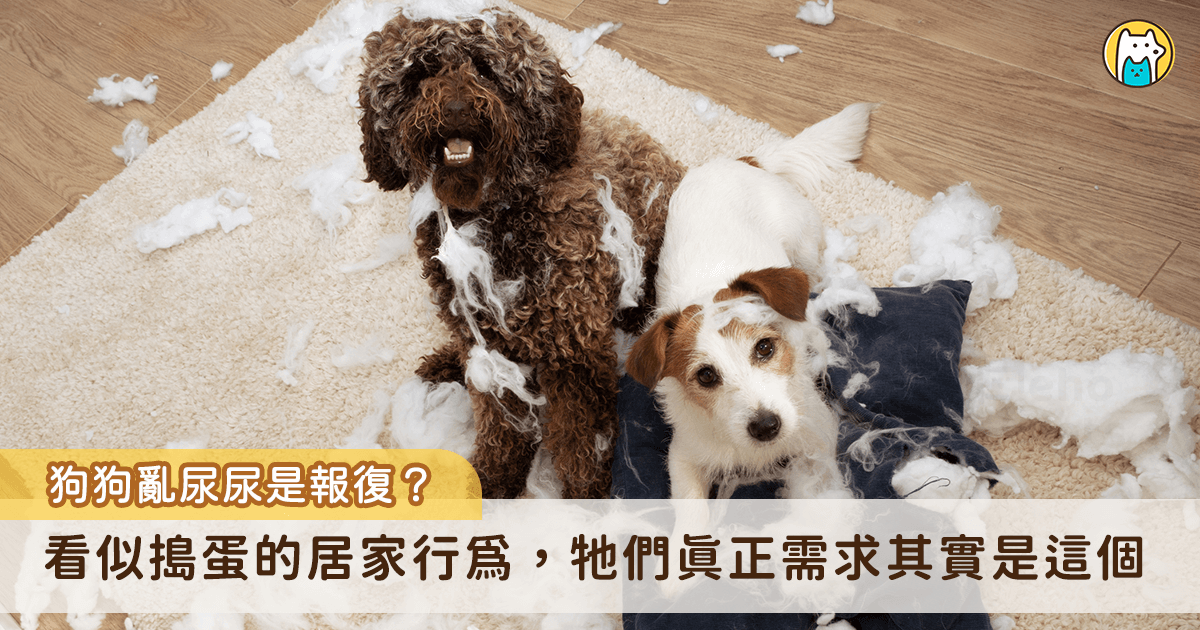 我常常在上課聽到狗主人說「報復性行為」…如果換一個方式來說，我們能不能想像，狗狗所做出的行為，其實就是狗狗對於眼前的事件，無法承受/應對。