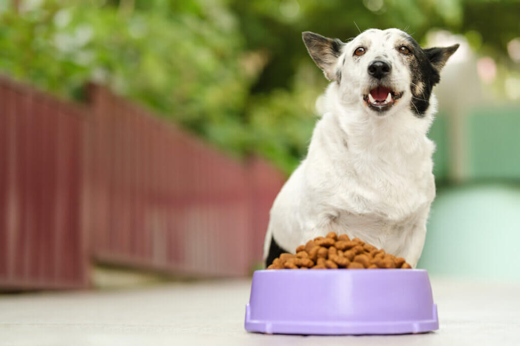 多數飼主選擇飼料時，會優先考慮營養成分與毛孩的口味偏好，卻常忽略了一個重要面向：牙齒健康。其實，飼料不僅僅是每天的主食，選對飼料更可以幫助毛孩維持口腔清潔並減少牙垢，透過正確的飼料種類與顆粒設計，有助於改善毛孩的咀嚼品質與牙齒健康，避免日後因牙周病或牙結石帶來的不適與醫療負擔。