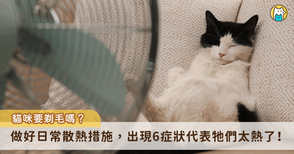 人類會在夏天透過減少身上覆蓋的衣服達到散熱降溫的效果，部分飼主下意識會認為幫貓咪剃毛也能幫助牠們散熱，但效果正好相反，事實上貓咪的毛髮除了保暖之外，也是抵擋高溫的屏障，有助於調節溫度。比起剃毛，掌握 4 個日常散熱的方法，包含維持室溫、提供充足水分、定期梳毛、提供散熱好物，更有效防止中暑。