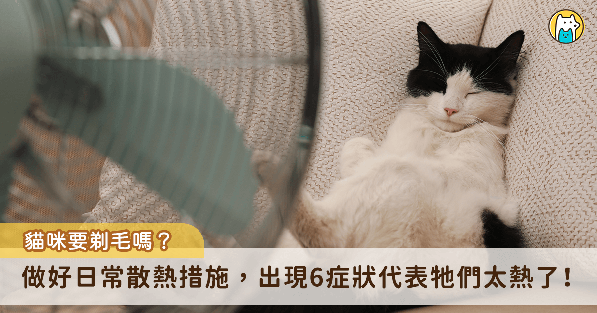 人類會在夏天透過減少身上覆蓋的衣服達到散熱降溫的效果，部分飼主下意識會認為幫貓咪剃毛也能幫助牠們散熱，但效果正好相反，事實上貓咪的毛髮除了保暖之外，也是抵擋高溫的屏障，有助於調節溫度。比起剃毛，掌握 4 個日常散熱的方法，包含維持室溫、提供充足水分、定期梳毛、提供散熱好物，更有效防止中暑。
