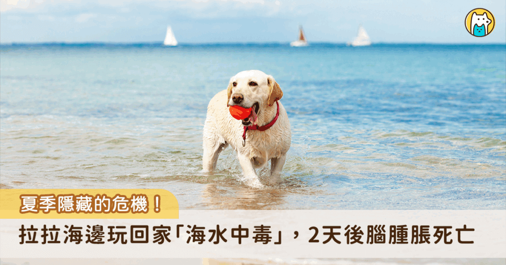 夏天到了許多飼主會帶毛孩去海邊玩水，消暑之餘要留意毛孩游泳和玩水的方式，避免狗狗喝下大量的海水造成海水中毒。美國佛羅里達州一名飼主帶著自家的拉布拉多犬到海邊玩，因為狗狗在戲水過程中喝下大量海水，回家後出現不適症狀，2 天後送醫發現是海水中毒，導致大腦腫脹死亡。