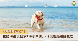 夏天到了許多飼主會帶毛孩去海邊玩水，消暑之餘要留意毛孩游泳和玩水的方式，避免狗狗喝下大量的海水造成海水中毒。美國佛羅里達州一名飼主帶著自家的拉布拉多犬到海邊玩，因為狗狗在戲水過程中喝下大量海水，回家後出現不適症狀，2 天後送醫發現是海水中毒，導致大腦腫脹死亡。