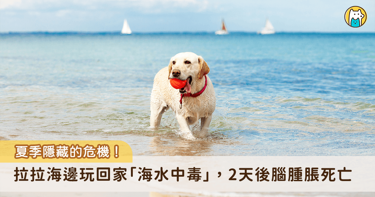 夏天到了許多飼主會帶毛孩去海邊玩水，消暑之餘要留意毛孩游泳和玩水的方式，避免狗狗喝下大量的海水造成海水中毒。美國佛羅里達州一名飼主帶著自家的拉布拉多犬到海邊玩，因為狗狗在戲水過程中喝下大量海水，回家後出現不適症狀，2 天後送醫發現是海水中毒，導致大腦腫脹死亡。