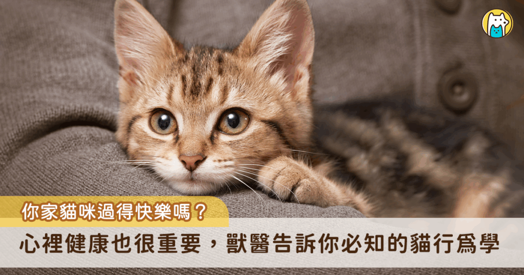 最近去上了有關貓行為學的課，學到了不少在平時看診時讓貓咪更少壓力的技巧，也更了解貓咪的行為及需求。講師 Sarah Heath 一開始就特別強調貓咪除了生理上的健康之外，心理上的健康也是重要的一環。我們看診時常專注在現有疾病的診斷與治療，但是貓咪在家是否過得開心、飼養環境是否適當，若主人沒有察覺，也只有等到真的發生問題（打架受傷、因為緊迫造成下泌尿道問題等）來看醫生的時候才會被討論到。