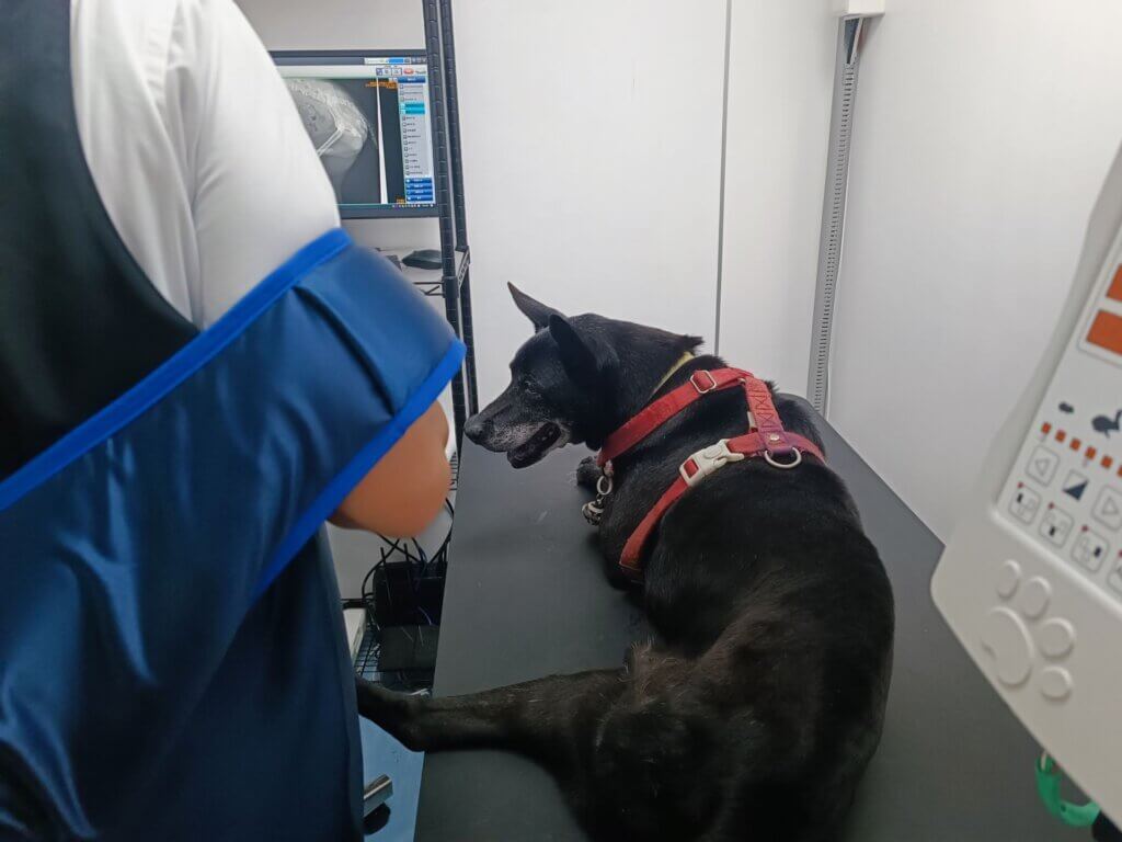 世界肝炎日!新北校犬健檢「肝功能異常」 獸醫:1-2 成老年犬常發生 每年 7 月 28 日為「世界肝炎日」,除了人類健康需要關注,家中的毛寶貝健康也同樣重要。新北特殊教育學校校園犬「貝果」進行例行健康檢查,檢查出肝功能指數略高。新北市動保處呼籲,平時應注意毛寶貝的飲食、行為及精神狀況,若發現異常如食慾不振、精神倦怠或黃疸等症狀,應立即就醫,並定期為寵物安排健康檢查。