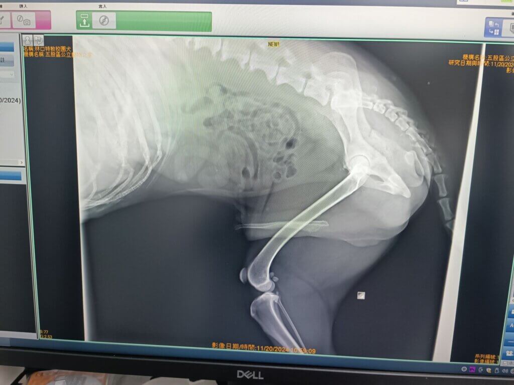 世界肝炎日!新北校犬健檢「肝功能異常」 獸醫:1-2 成老年犬常發生 每年 7 月 28 日為「世界肝炎日」,除了人類健康需要關注,家中的毛寶貝健康也同樣重要。新北特殊教育學校校園犬「貝果」進行例行健康檢查,檢查出肝功能指數略高。新北市動保處呼籲,平時應注意毛寶貝的飲食、行為及精神狀況,若發現異常如食慾不振、精神倦怠或黃疸等症狀,應立即就醫,並定期為寵物安排健康檢查。
