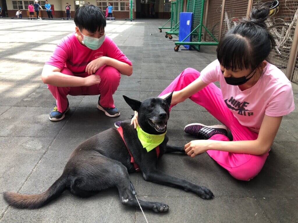 世界肝炎日!新北校犬健檢「肝功能異常」 獸醫:1-2 成老年犬常發生 每年 7 月 28 日為「世界肝炎日」,除了人類健康需要關注,家中的毛寶貝健康也同樣重要。新北特殊教育學校校園犬「貝果」進行例行健康檢查,檢查出肝功能指數略高。新北市動保處呼籲,平時應注意毛寶貝的飲食、行為及精神狀況,若發現異常如食慾不振、精神倦怠或黃疸等症狀,應立即就醫,並定期為寵物安排健康檢查。