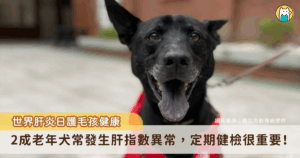 每年 7 月 28 日為「世界肝炎日」，除了人類健康需要關注，家中的毛寶貝健康也同樣重要。新北特殊教育學校校園犬「貝果」進行例行健康檢查，檢查出肝功能指數略高。新北市動保處呼籲，平時應注意毛寶貝的飲食、行為及精神狀況，若發現異常如食慾不振、精神倦怠或黃疸等症狀，應立即就醫，並定期為寵物安排健康檢查。