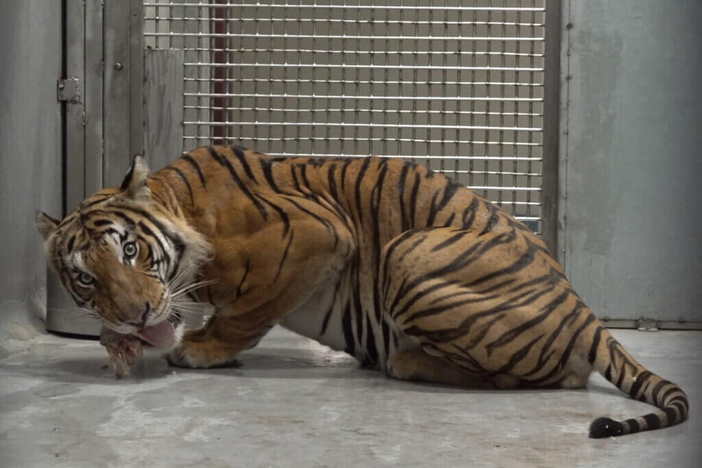 台北市立動物園迎來重要新成員！來自新加坡動物園 4 歲半的雄性馬來虎「Arhaa」25 日晚間順利抵台，期望經過檢疫期後能與園內的雌虎「Shima」進行配對，在全球馬來虎域外保育計畫下，共同為極度瀕危馬來虎的族群延續貢獻力量。動物園近日分享 Arhaa 的生活照，Arhaa 邊吃東西邊歪頭吐舌的模樣曝光。