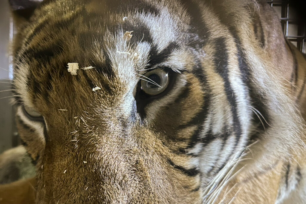 台北市立動物園迎來重要新成員！來自新加坡動物園 4 歲半的雄性馬來虎「Arhaa」25 日晚間順利抵台，期望經過檢疫期後能與園內的雌虎「Shima」進行配對，在全球馬來虎域外保育計畫下，共同為極度瀕危馬來虎的族群延續貢獻力量。動物園近日分享 Arhaa 的生活照，Arhaa 邊吃東西邊歪頭吐舌的模樣曝光。