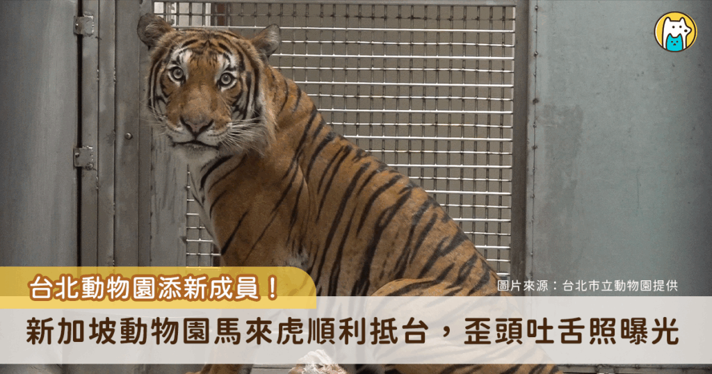 台北市立動物園迎來重要新成員！來自新加坡動物園 4 歲半的雄性馬來虎「Arhaa」25 日晚間順利抵台，期望經過檢疫期後能與園內的雌虎「Shima」進行配對，在全球馬來虎域外保育計畫下，共同為極度瀕危馬來虎的族群延續貢獻力量。動物園近日分享 Arhaa 的生活照，Arhaa 邊吃東西邊歪頭吐舌的模樣曝光。