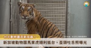 台北市立動物園迎來重要新成員！來自新加坡動物園 4 歲半的雄性馬來虎「Arhaa」25 日晚間順利抵台，期望經過檢疫期後能與園內的雌虎「Shima」進行配對，在全球馬來虎域外保育計畫下，共同為極度瀕危馬來虎的族群延續貢獻力量。動物園近日分享 Arhaa 的生活照，Arhaa 邊吃東西邊歪頭吐舌的模樣曝光。