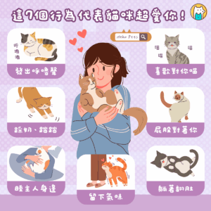 貓咪愛你其實有跡可循！7 個行為看懂牠們的「喵式告白」