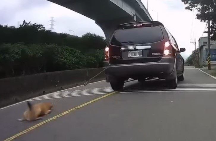 新北黃狗「遭綁汽車」沿路拖行骨骼暴露 飼主疏忽被重罰7萬5千元 新北市泰山區大科一路傳出有汽車駕駛綁狗拖行的事件,一輛行駛中的汽車後頭綁著一隻黃狗沿路拖行,狗狗四肢和腹部嚴重磨傷,甚至有骨骼暴露。新北市動保處介入調查,得知為飼主忽失所導致,已自行送狗狗就醫,由於犬隻受傷嚴重,動保處依法裁罰 7 萬 5 千元並沒入犬隻。