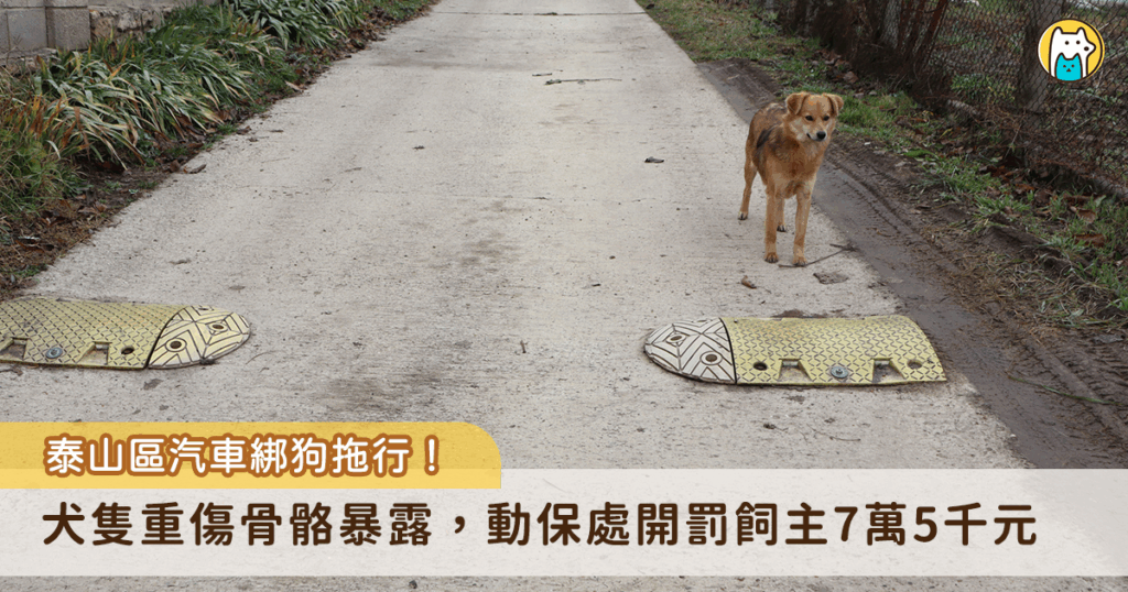 新北市泰山區大科一路傳出有汽車駕駛綁狗拖行的事件，一輛行駛中的汽車後頭綁著一隻黃狗沿路拖行，狗狗四肢和腹部嚴重磨傷，甚至有骨骼暴露。新北市動保處介入調查，得知為飼主忽失所導致，已自行送狗狗就醫，由於犬隻受傷嚴重，動保處依法裁罰 7 萬 5 千元並沒入犬隻。