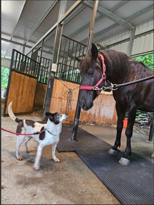 跨物種友誼!浪犬被收編抬頭見「10倍大新家人」眼神驚喜:一起玩嗎? 友誼不分種族!新北市板橋動物之家一隻乳牛花色的浪犬「蕾蕾」曾參加多次送養會,因為個性內斂安靜經常「槓龜」,前陣子終於順利被領養。蕾蕾抵達新家後認識環境,遇見比自己高大 10 倍的新家人,一匹棕馬,仰頭看向對方露出滿臉驚喜的眼神,可愛的模樣全被捕捉。