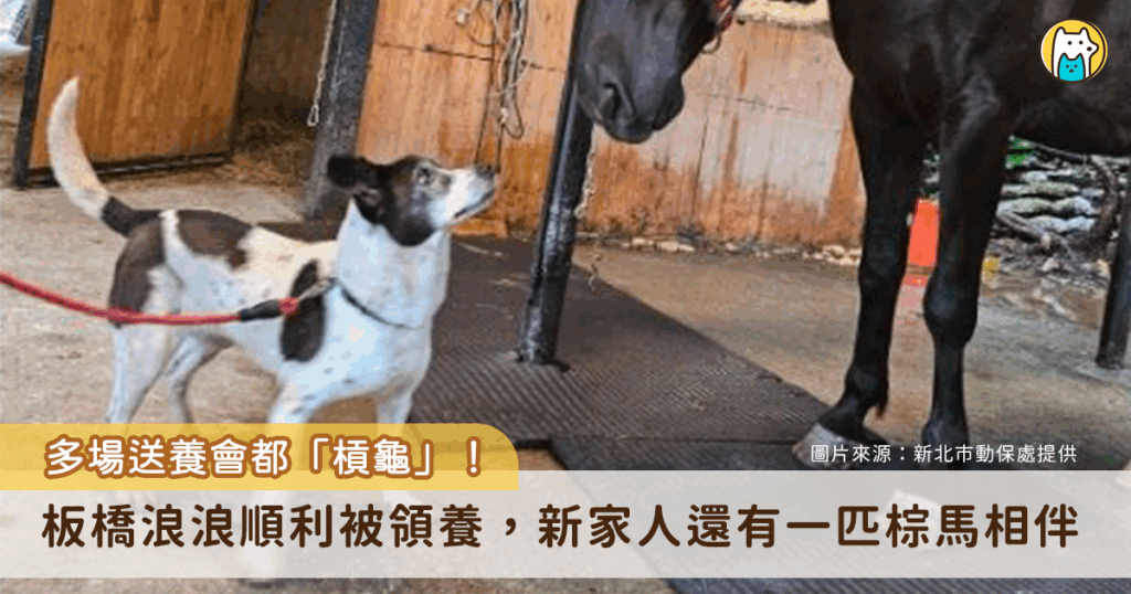 友誼不分種族！新北市板橋動物之家一隻乳牛花色的浪犬「蕾蕾」曾參加多次送養會，因為個性內斂安靜經常「槓龜」，前陣子終於順利被領養。蕾蕾抵達新家後認識環境，遇見比自己高大 10 倍的新家人，一匹棕馬，仰頭看向對方露出滿臉驚喜的眼神，可愛的模樣全被捕捉。