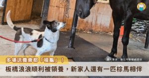 友誼不分種族！新北市板橋動物之家一隻乳牛花色的浪犬「蕾蕾」曾參加多次送養會，因為個性內斂安靜經常「槓龜」，前陣子終於順利被領養。蕾蕾抵達新家後認識環境，遇見比自己高大 10 倍的新家人，一匹棕馬，仰頭看向對方露出滿臉驚喜的眼神，可愛的模樣全被捕捉。