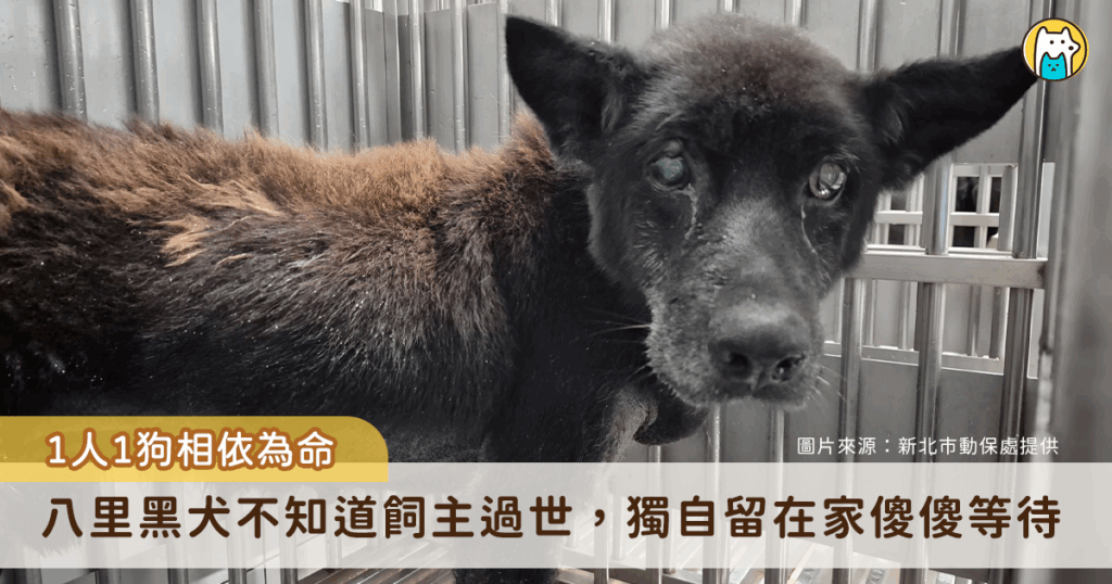 新北市八里區一名長年獨居的長者辭世，僅留下忠心陪伴的狗狗孤單在家守候，不知道心愛的飼主已經不會再回來。新北市動保處接獲通報派員了解狀況，並聯繫長期致力於動物收容與照護的廖愛媽協助安置，幫狗狗找到安心落腳的住所。