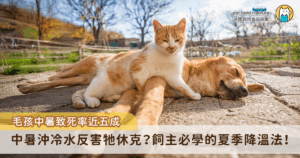 夏季氣溫連年攀升，狗狗和貓咪不像人類能透過流汗有效散熱，面對極端高溫時，若無適當照護，輕則中暑不適，嚴重時可能導致熱衰竭甚至死亡，因此了解毛孩中暑風險、徵兆與預防對策，是每位飼主不可忽視的責任。