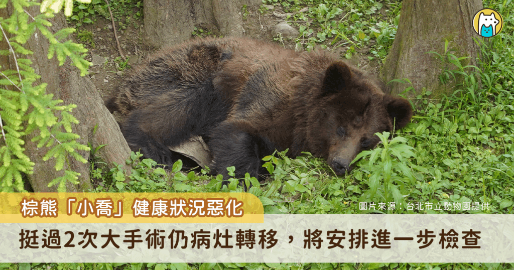 台北市立動物園棕熊「小喬」今 (2025) 年 3 月剛手術移除位於鼠蹊部破裂的乳腺腫瘤，同時也檢查出肺部的腫瘤轉移，近日出現喘促、精神與食慾下降等臨床症狀，左下腹皮膚出現脫毛紅腫，不排除腫瘤有復發跡象，動物園將安排進一步生理及影像檢查，作為小喬的安寧照護評估。