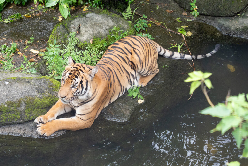 動物們跟人一樣，都需要一些「涼」方來度過酷暑！台北市立動物園為動物們準備多項避暑妙招，動物園裡的許多動物活動場都設有噴霧、瀑布及水池，讓喜歡玩水的動物可以隨時跳進去泡澡、游泳，像是亞洲黑熊和馬來虎，就經常在午後到水池中泡水消暑。另外園區內設置了許多讓遊客降溫的灑水設施，暑假期間廣場中央的噴泉每到整點會噴水降溫，深受許多小朋友喜愛。