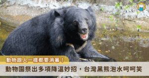 動物們跟人一樣，都需要一些「涼」方來度過酷暑！台北市立動物園為動物們準備多項避暑妙招，動物園裡的許多動物活動場都設有噴霧、瀑布及水池，讓喜歡玩水的動物可以隨時跳進去泡澡、游泳，像是亞洲黑熊和馬來虎，就經常在午後到水池中泡水消暑。另外園區內設置了許多讓遊客降溫的灑水設施，暑假期間廣場中央的噴泉每到整點會噴水降溫，深受許多小朋友喜愛。