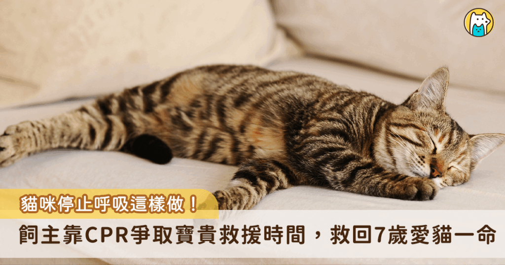 日常的學習能在危急狀況救毛孩一命！新北市新店一名飼主家飼養的 7 歲愛貓「小米」在家中突然倒地昏迷，四肢呈現僵硬狀態，疑似因中暑所引起，所幸飼主立即為小米進行貓咪 CPR 爭取到寶貴時間並送醫，經過醫院搶救順利保住性命。