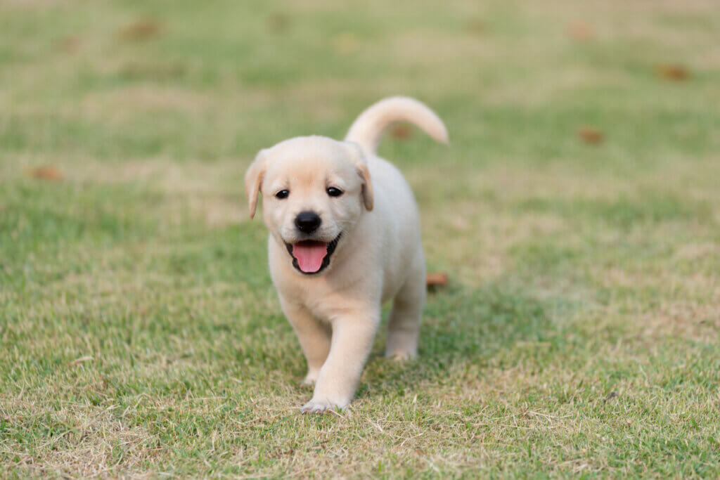 狗狗的全骨炎 (Panosteitis) 又稱為生長痛，常發生於大型幼犬。在沒有任何外傷或激烈運動的情況下，突然就出現嚴重跛行的症狀，而且輪流發生在不同位置，有可能是生長痛哦！