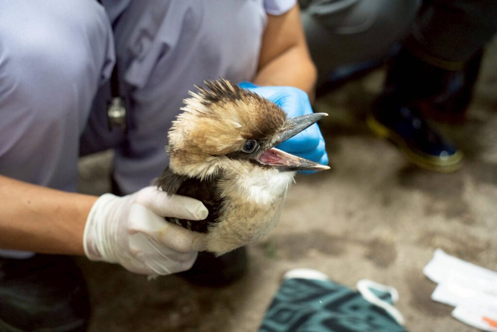 暫居台北市立動物園的笑翠鳥家族 5 月再度喜添新成員，2 隻幼鳥順利孵化，目前由笑翠鳥父母與前一窩的一隻姊姊帶著兩隻小「菜鳥」，總共 5 隻笑翠鳥生活在熱帶雨林區的戶外活動場。