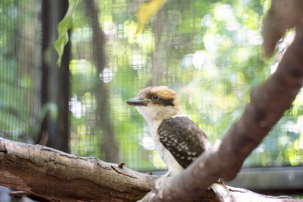 暫居台北市立動物園的笑翠鳥家族 5 月再度喜添新成員，2 隻幼鳥順利孵化，目前由笑翠鳥父母與前一窩的一隻姊姊帶著兩隻小「菜鳥」，總共 5 隻笑翠鳥生活在熱帶雨林區的戶外活動場。