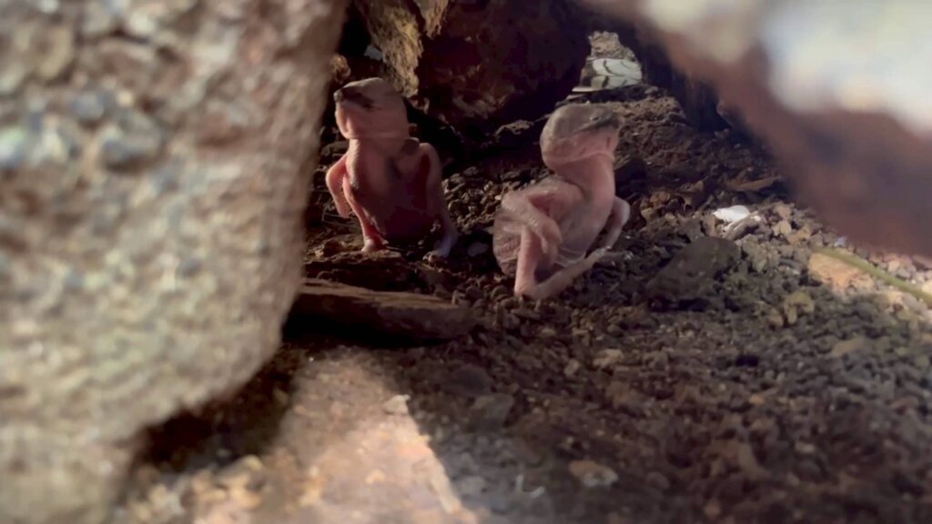 暫居台北市立動物園的笑翠鳥家族 5 月再度喜添新成員，2 隻幼鳥順利孵化，目前由笑翠鳥父母與前一窩的一隻姊姊帶著兩隻小「菜鳥」，總共 5 隻笑翠鳥生活在熱帶雨林區的戶外活動場。
