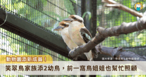 暫居台北市立動物園的笑翠鳥家族 5 月再度喜添新成員，2 隻幼鳥順利孵化，目前由笑翠鳥父母與前一窩的一隻姊姊帶著兩隻小「菜鳥」，總共 5 隻笑翠鳥生活在熱帶雨林區的戶外活動場。