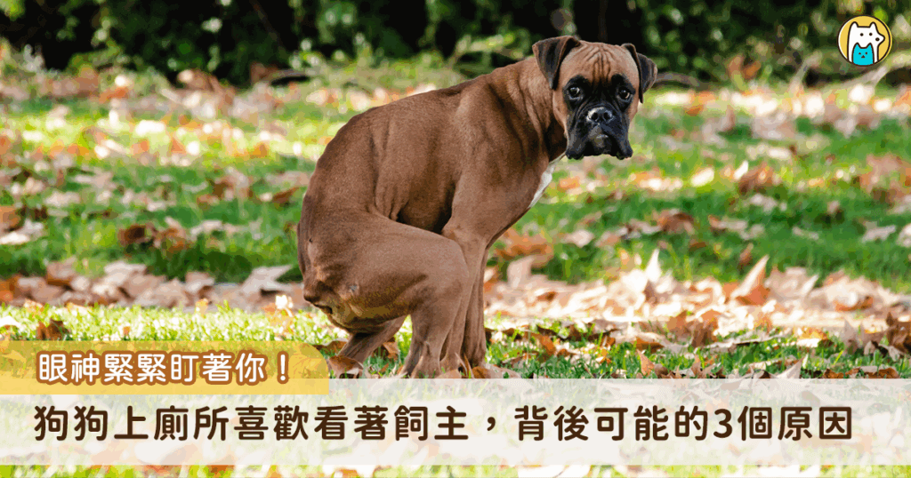 許多狗飼主有過類似的經驗，家裡的狗狗上廁所時眼睛會盯著主人不放，或是在挑選好如廁地點，眼神會下意識追尋主人的身影，而狗狗這個可愛又尷尬的舉動，背後可能隱藏著 3 種原因，並且在牠們投以熱切的目光與你對視時，該不該把視線移開呢？以下一一來為飼主解答。