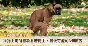 許多狗飼主有過類似的經驗，家裡的狗狗上廁所時眼睛會盯著主人不放，或是在挑選好如廁地點，眼神會下意識追尋主人的身影，而狗狗這個可愛又尷尬的舉動，背後可能隱藏著 3 種原因，並且在牠們投以熱切的目光與你對視時，該不該把視線移開呢？以下一一來為飼主解答。