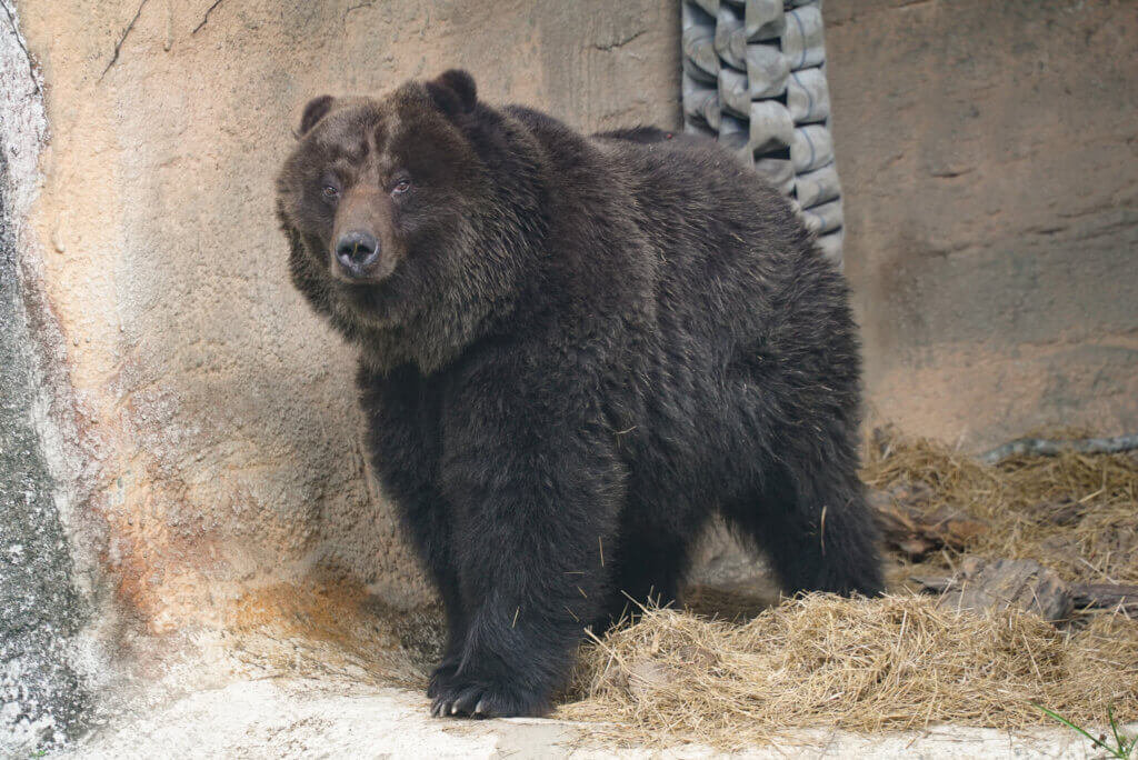 台北市立動物園棕熊「小喬」曾經歷 2 次手術，近日出現喘促、懶散、沒精神與食慾下降等症狀，經影像學檢查，確定肺臟轉移的病灶擴大、腹部腫瘤復發，經綜合評估已無法再維持小喬良好的生活品質，園方忍痛放手，決定 19 日以人道方式協助「小喬」安詳離開。