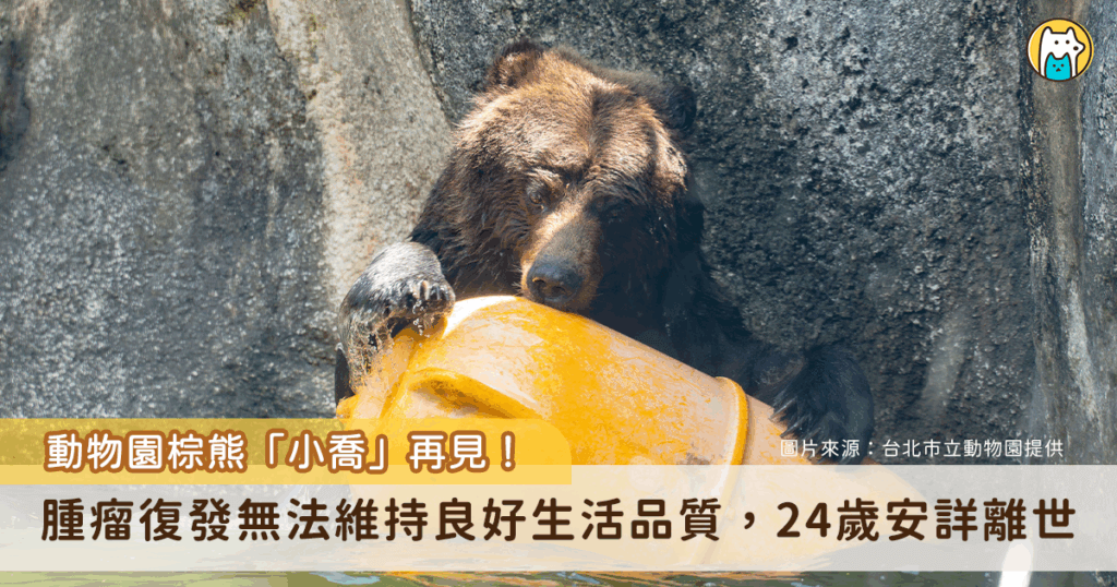 台北市立動物園棕熊「小喬」曾經歷 2 次手術，近日出現喘促、懶散、沒精神與食慾下降等症狀，經影像學檢查，確定肺臟轉移的病灶擴大、腹部腫瘤復發，經綜合評估已無法再維持小喬良好的生活品質，園方忍痛放手，決定 19 日以人道方式協助「小喬」安詳離開。
