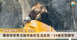 台北市立動物園棕熊「小喬」曾經歷 2 次手術，近日出現喘促、懶散、沒精神與食慾下降等症狀，經影像學檢查，確定肺臟轉移的病灶擴大、腹部腫瘤復發，經綜合評估已無法再維持小喬良好的生活品質，園方忍痛放手，決定 19 日以人道方式協助「小喬」安詳離開。