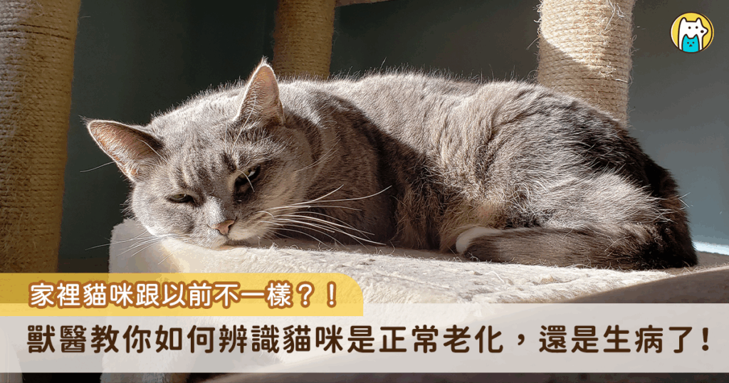 你的貓咪現在幾歲了呢？一份英國的動物醫院對四千隻貓做的研究顯示，貓咪壽命的中位數是 14 歲 (Dan G O’Neill, 2014) ，意思就是有一半的貓咪可以活超過 14 歲，並且有四分之一的貓咪可以活超過 17 歲！
