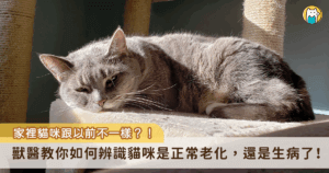 你的貓咪現在幾歲了呢？一份英國的動物醫院對四千隻貓做的研究顯示，貓咪壽命的中位數是 14 歲 (Dan G O’Neill, 2014) ，意思就是有一半的貓咪可以活超過 14 歲，並且有四分之一的貓咪可以活超過 17 歲！
