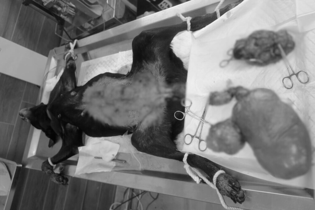 新北市中和動物之家照護的一隻年邁母犬「小乖」，初步判斷曾接受絕育手術，近日卻出現外陰部持續膿樣分泌物，經獸醫師診斷與開腹手術探查，發現狗狗的體內仍殘留子宮體殘幹，並合併雙側大型卵巢囊腫，緊急手術切除病灶。