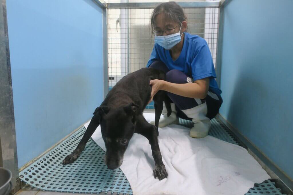 新北市中和動物之家照護的一隻年邁母犬「小乖」，初步判斷曾接受絕育手術，近日卻出現外陰部持續膿樣分泌物，經獸醫師診斷與開腹手術探查，發現狗狗的體內仍殘留子宮體殘幹，並合併雙側大型卵巢囊腫，緊急手術切除病灶。