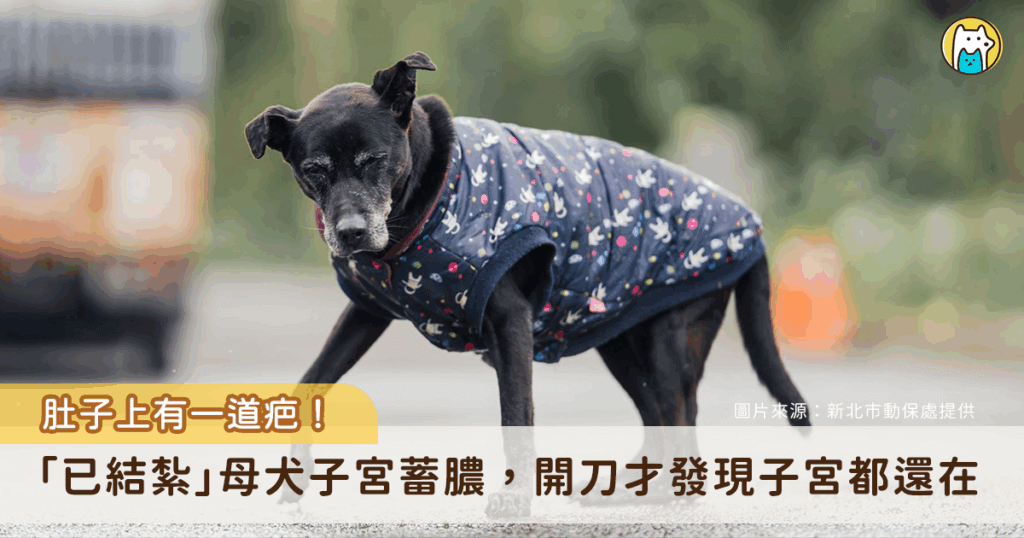 新北市中和動物之家照護的一隻年邁母犬「小乖」，初步判斷曾接受絕育手術，近日卻出現外陰部持續膿樣分泌物，經獸醫師診斷與開腹手術探查，發現狗狗的體內仍殘留子宮體殘幹，並合併雙側大型卵巢囊腫，緊急手術切除病灶。